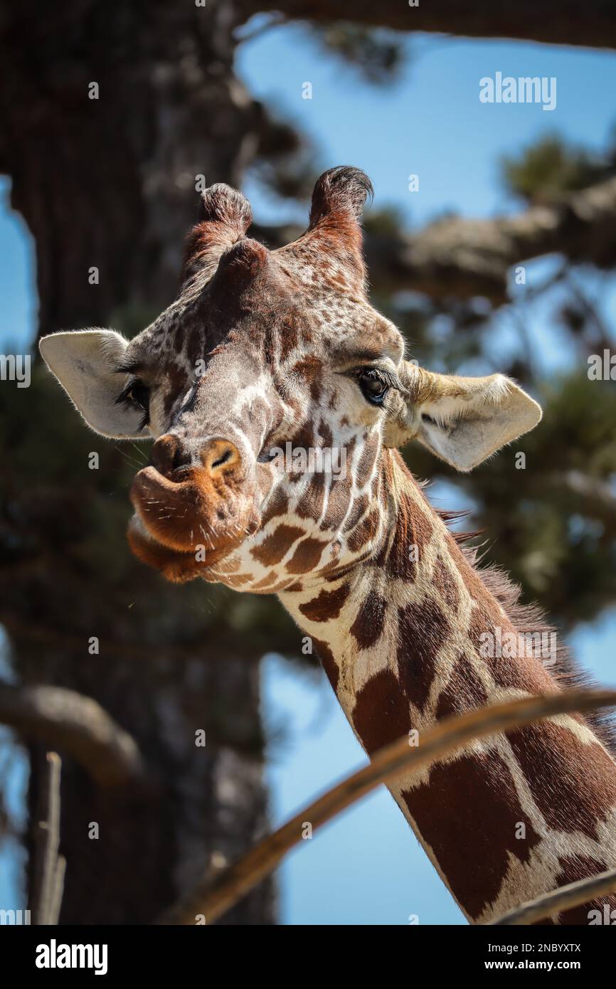 Portrait Giraffe de Rothschild vertical au zoo. Gros plan du visage drôle de mammifères africains à long cou dans le jardin zoologique. Banque D'Images