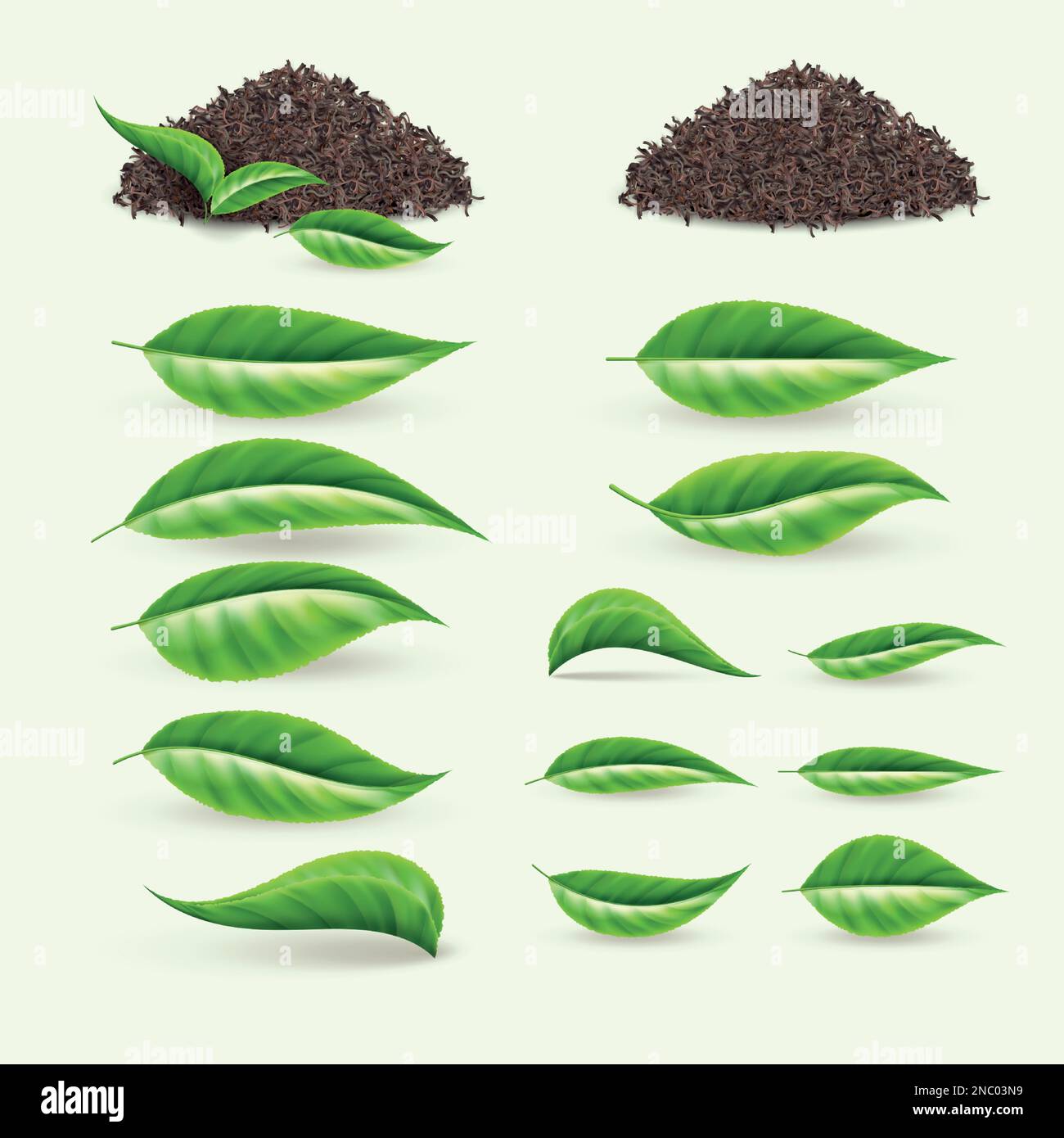 Feuille de thé verte. Pile de plantes, bouquet d'épices d'herbes, tiges d'herbes et brindilles, ingrédients frais pour jeunes et beauté signe écologique. 3d éléments bio-isolés de jardin. Vecteur de feuillage de printemps concept réaliste Illustration de Vecteur