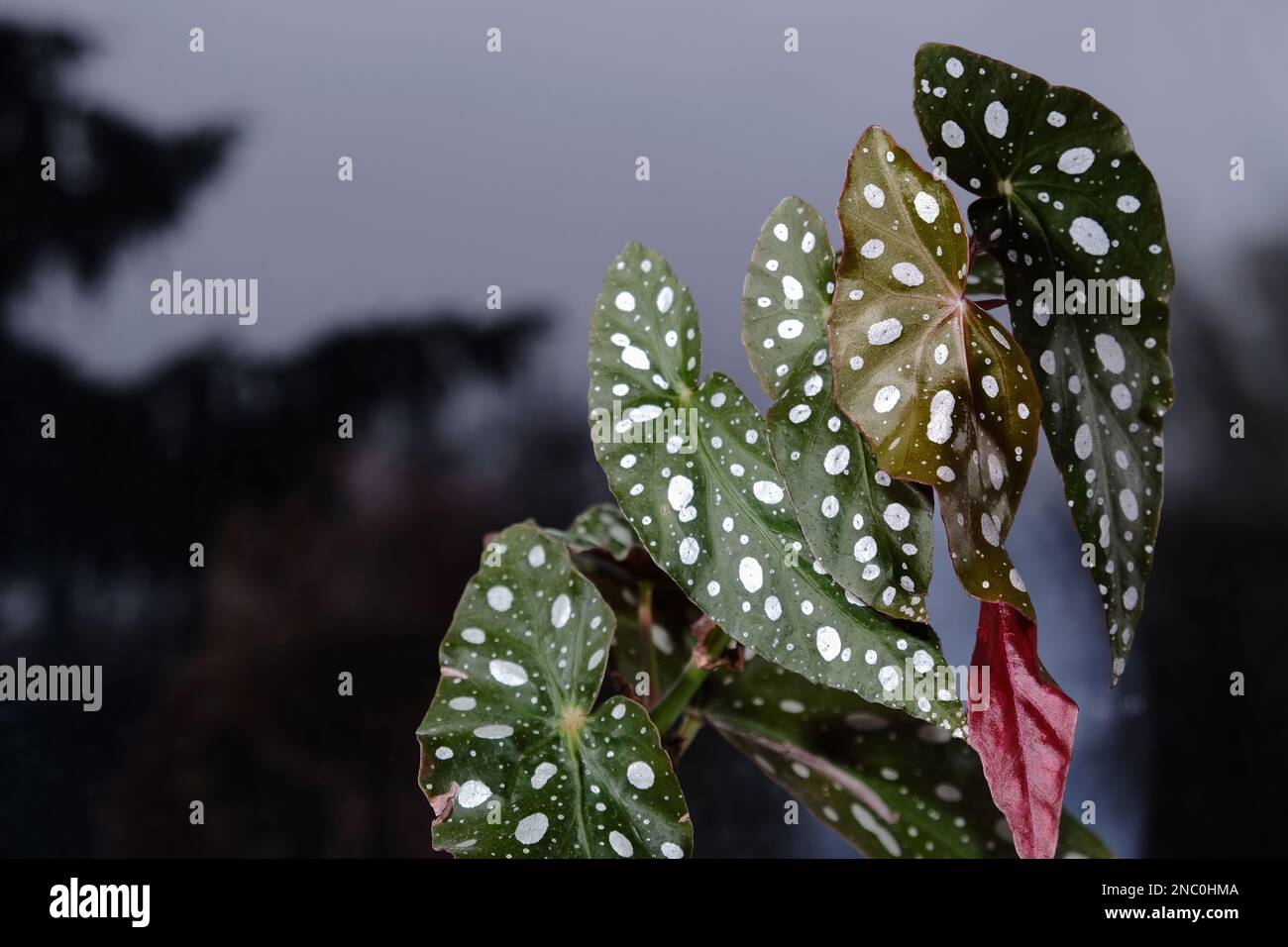 Plante de Begonia maculata sur fond gris. Feuilles de begonia de truite avec des points blancs