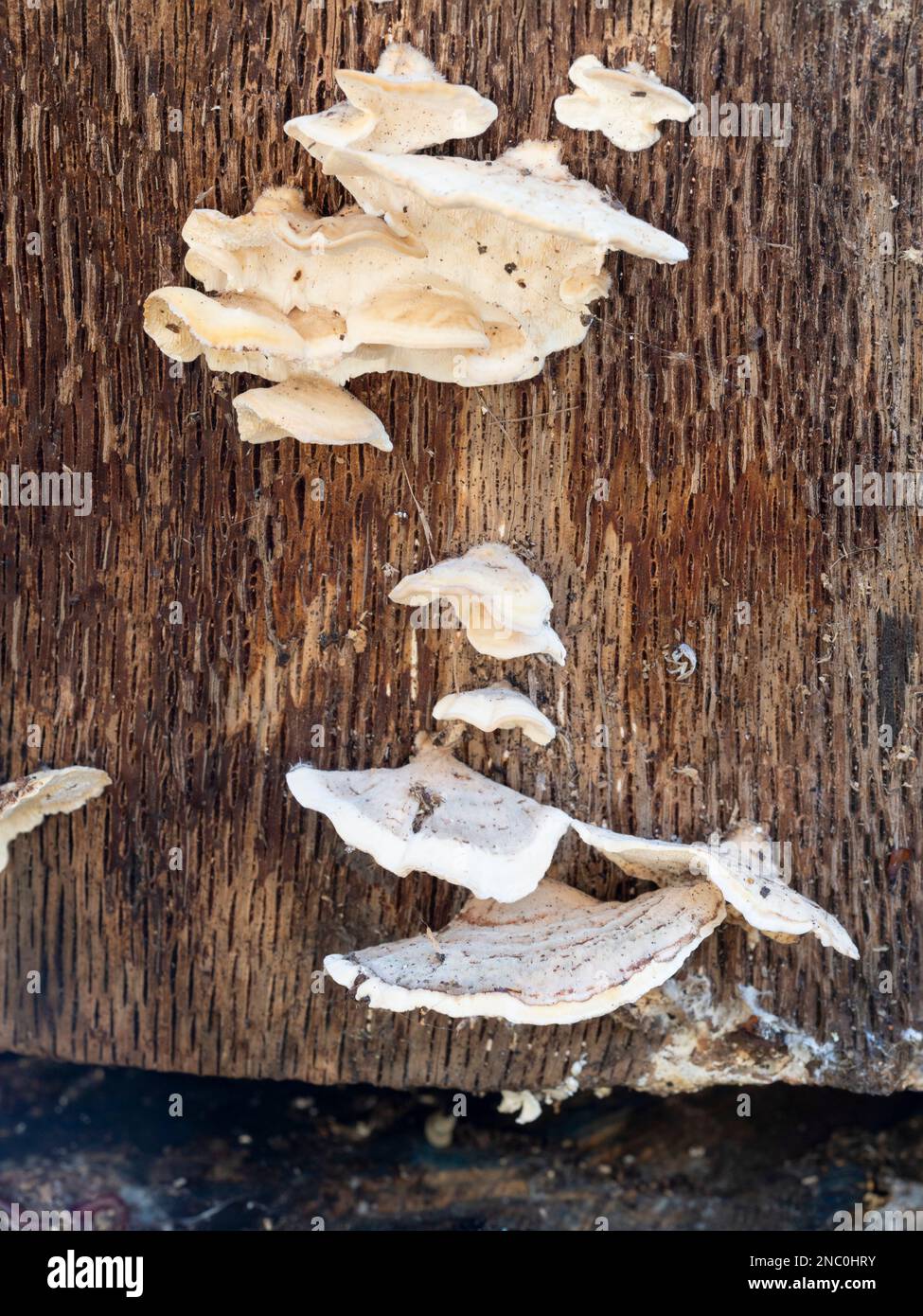 Partie supérieure du corps de fructification du champignon de la ferrure, Trametes hirsutus, qui pousse dans une bûche de chêne au Royaume-Uni Banque D'Images