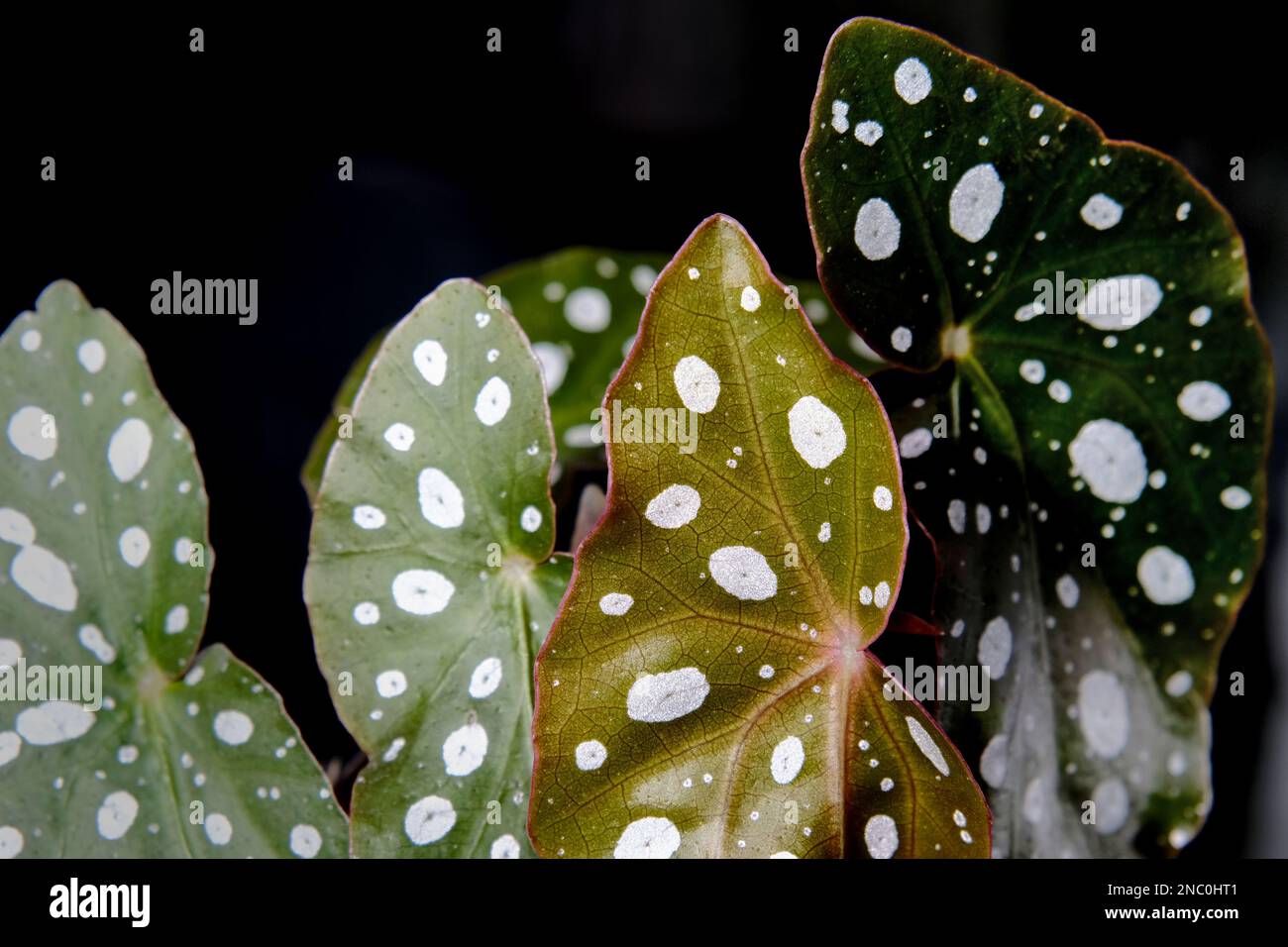 Plante de Begonia maculata sur fond noir. Feuilles de begonia de truite avec des points blancs