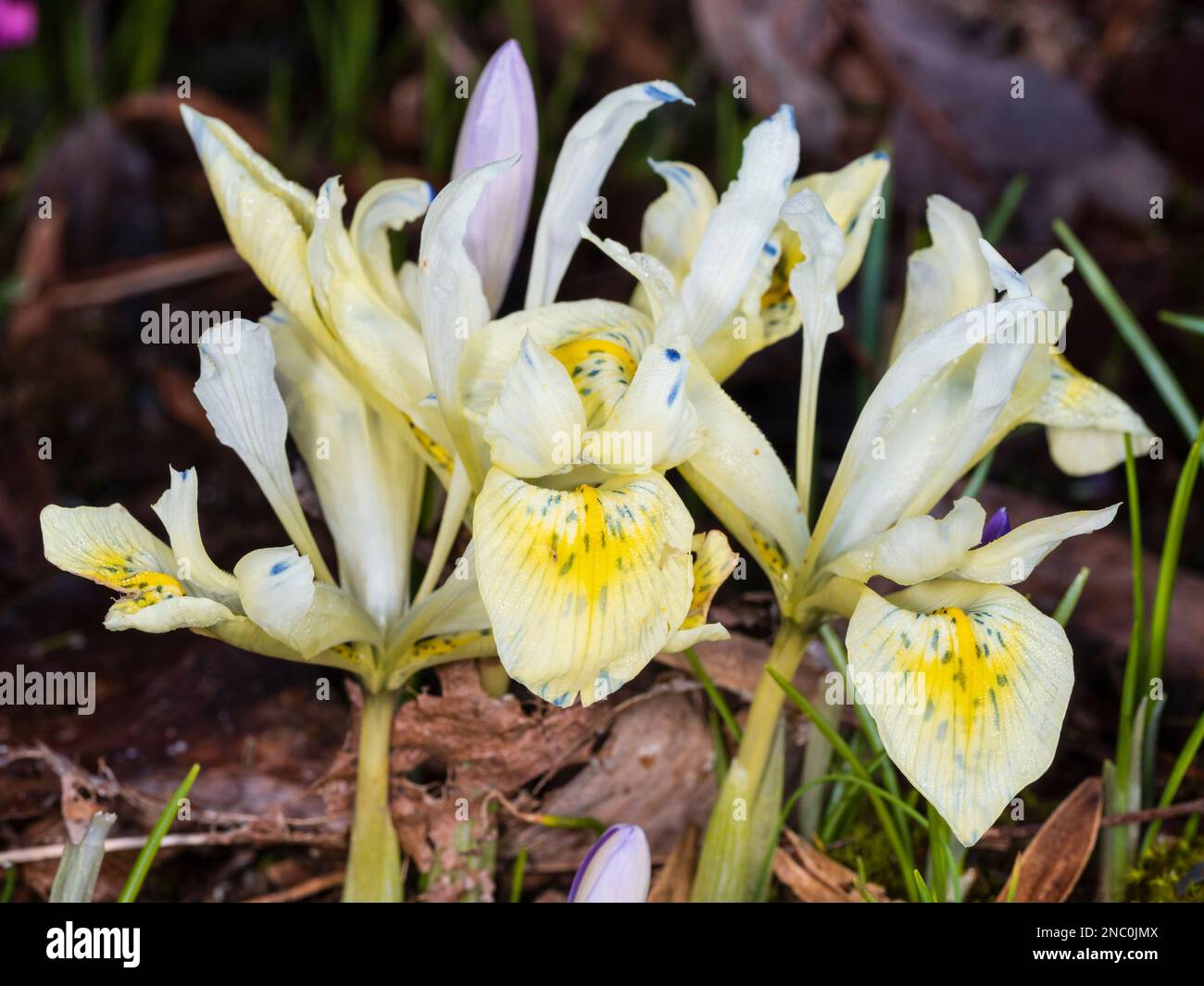 Hardy, fleur d'hiver, iris ornemental jaune pâle et bleu marqué, Iris reticulata 'Katherine Gold' Banque D'Images