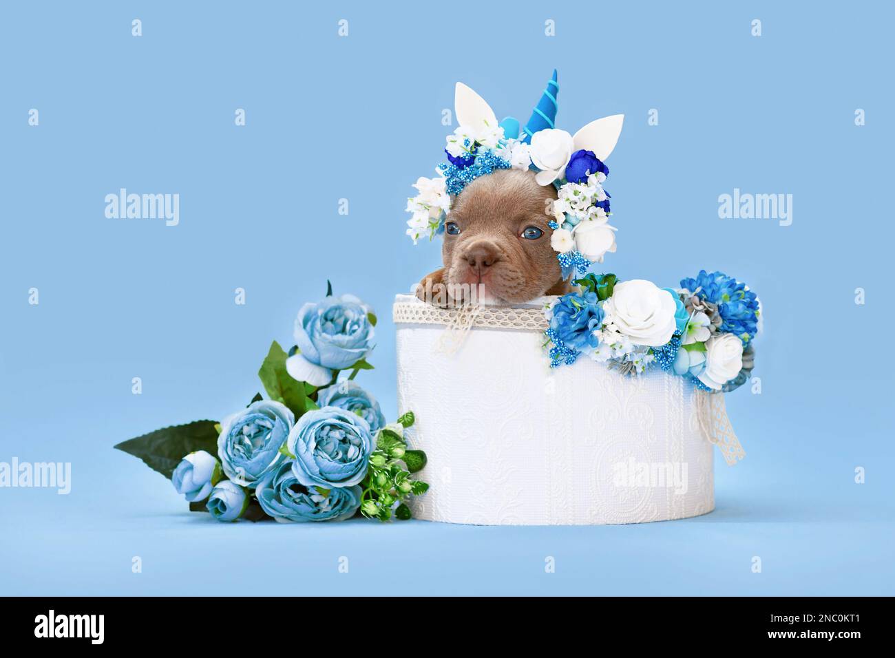 Adorable chien Bulldog français chiot avec bandeau unicorn avec corne de peeking hors de la boîte avec des fleurs sur fond bleu Banque D'Images