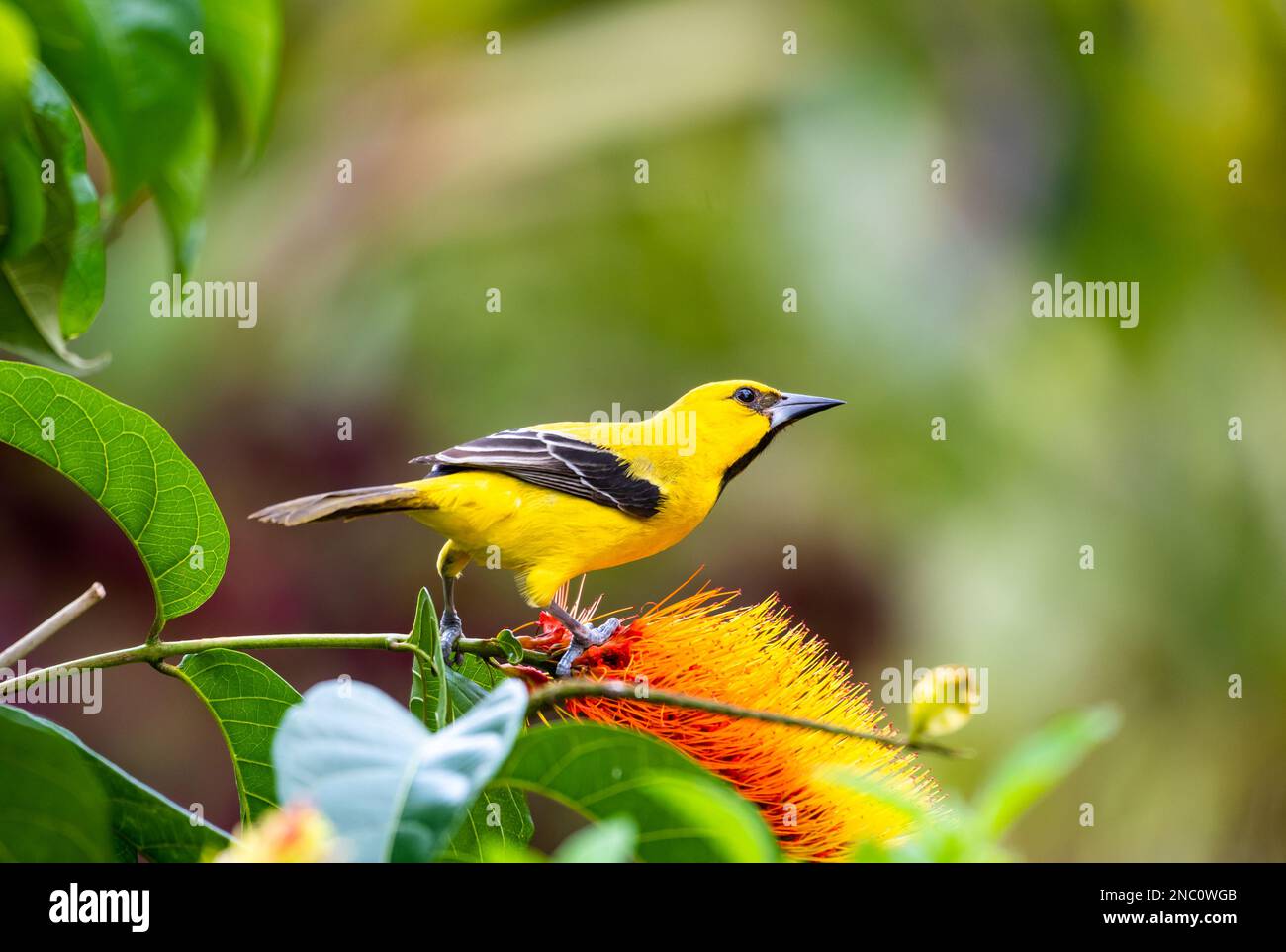 Oiseau jaune perché dans une forêt tropicale avec une fleur d'orange. Banque D'Images