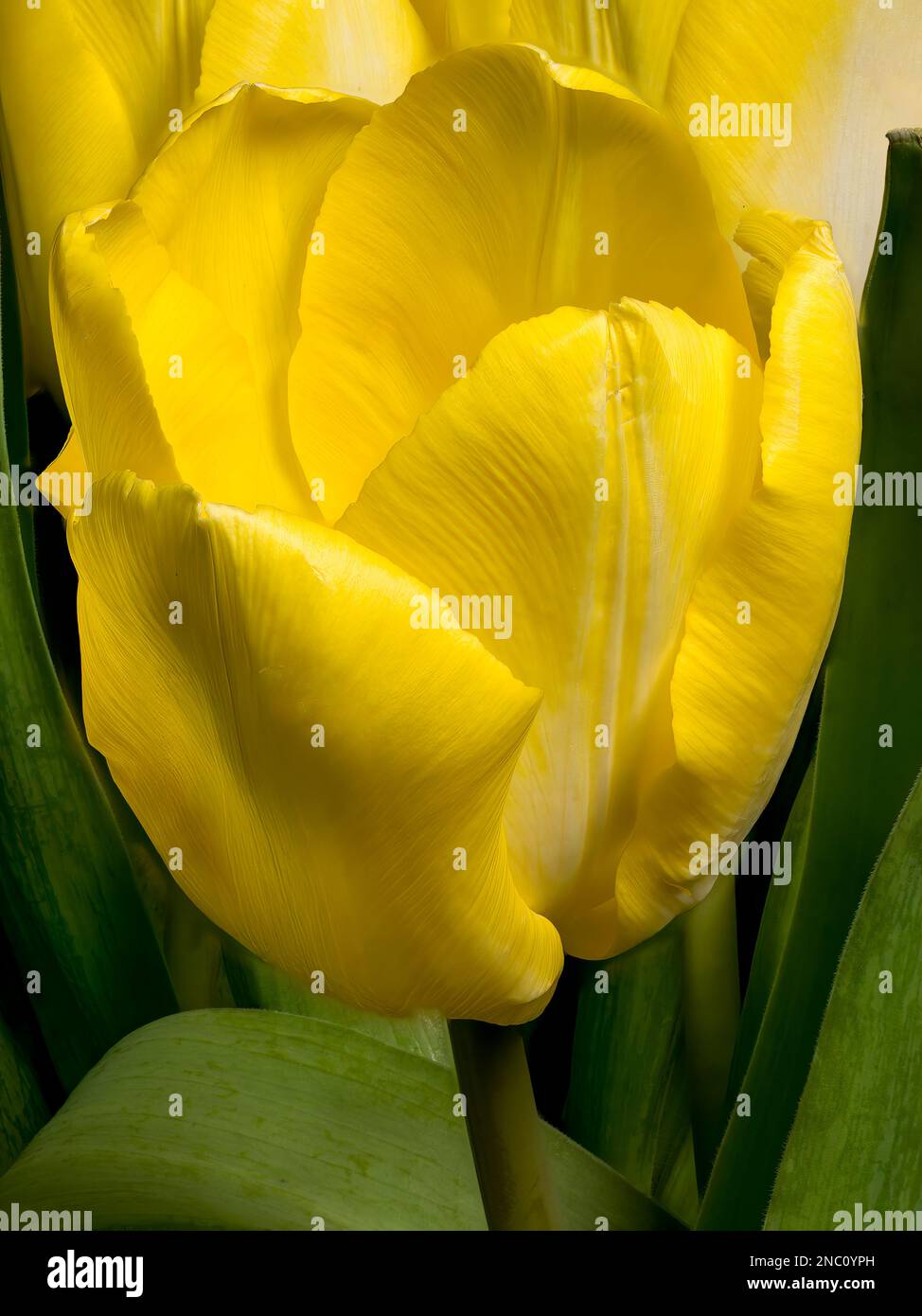 Un gros plan d'une fleur jaune tulipe. Banque D'Images