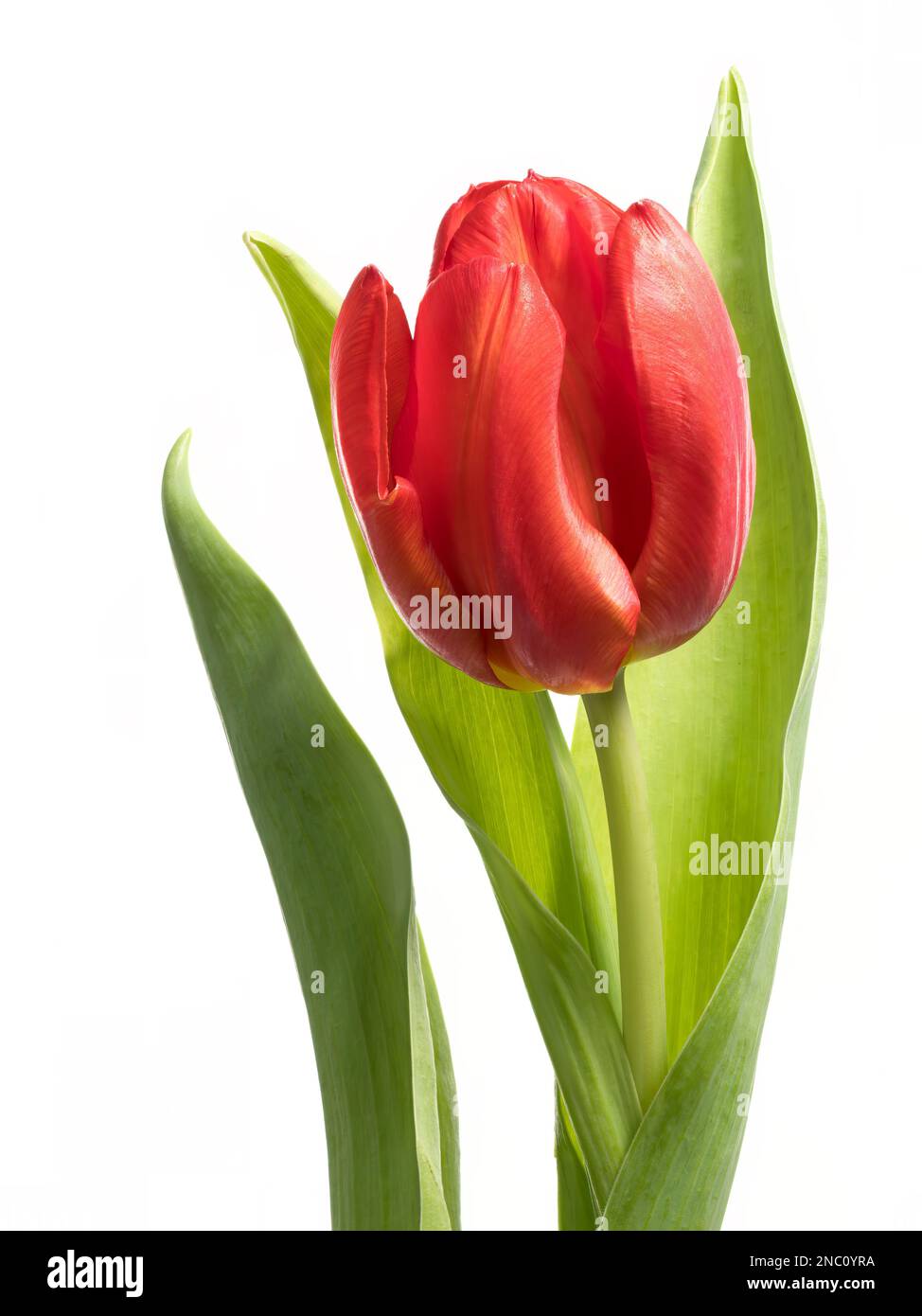 Gros plan d'une fleur tulipe rouge solitaire, photographiée sur un fond blanc Uni Banque D'Images