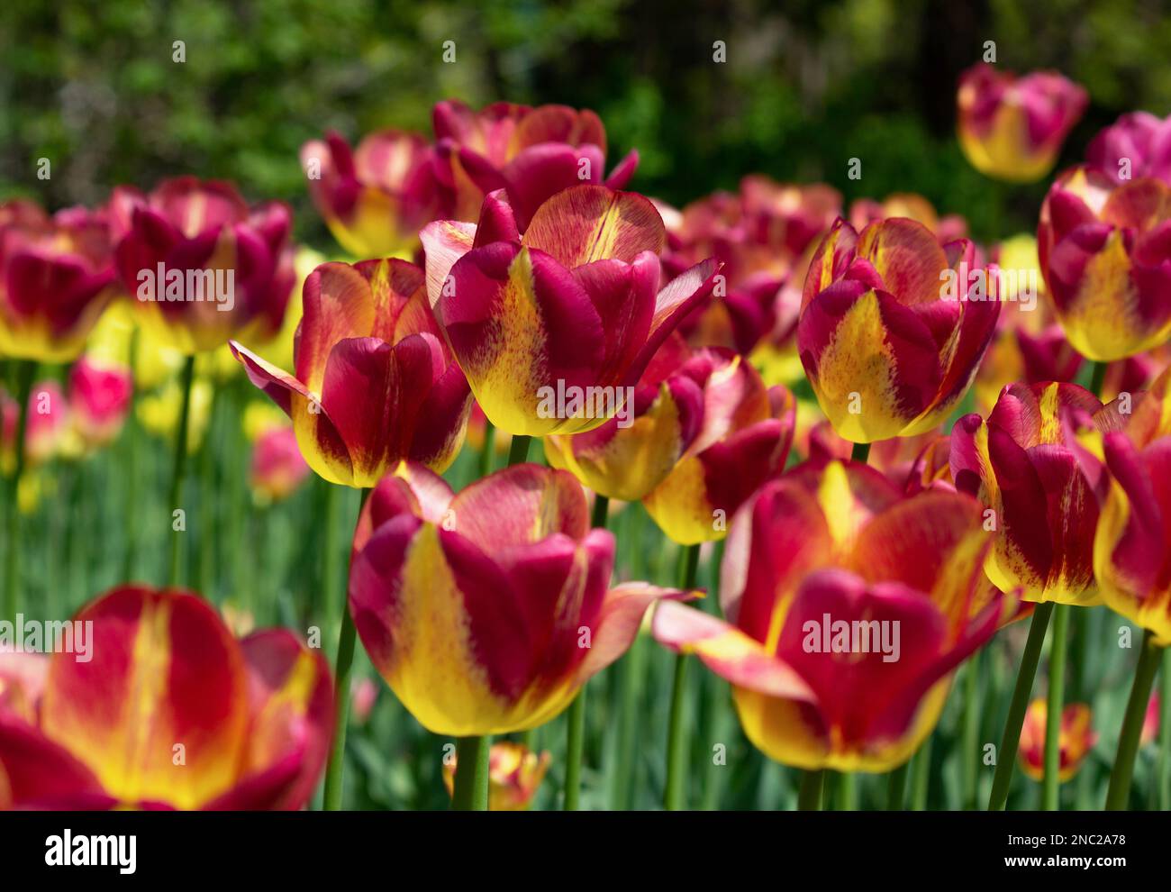 Une profusion de fleurs jaunes et rouges au Festival des tulipes, à Ottawa. Banque D'Images