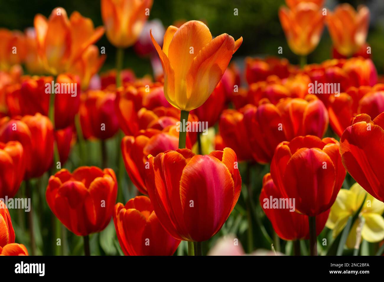 Une tulipe orange de disposition délicate se tient au-dessus des autres. Banque D'Images