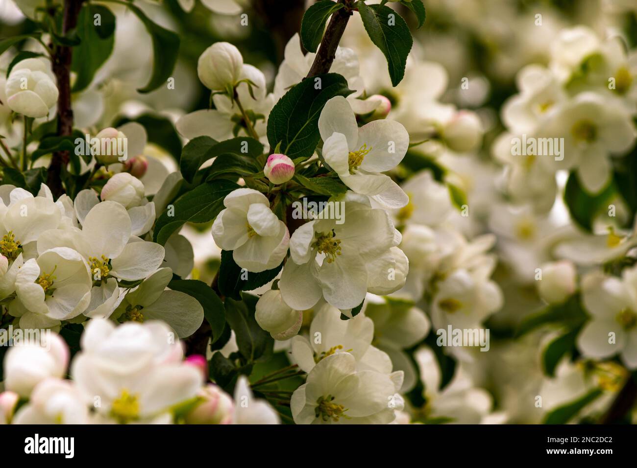 Portrait des fleurs blanches au printemps. Banque D'Images