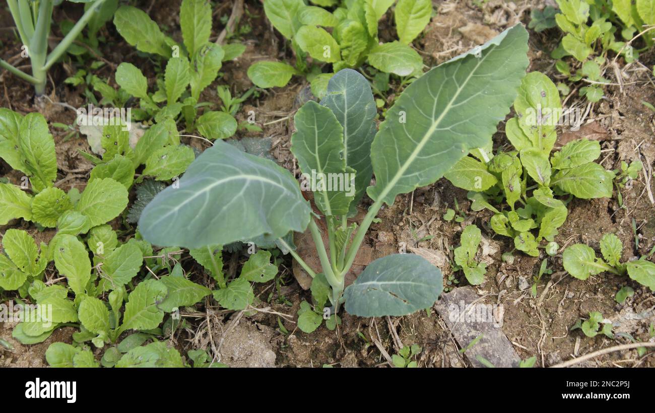 Légumes dans la ferme agricole , beau concept d'agriculture Banque D'Images