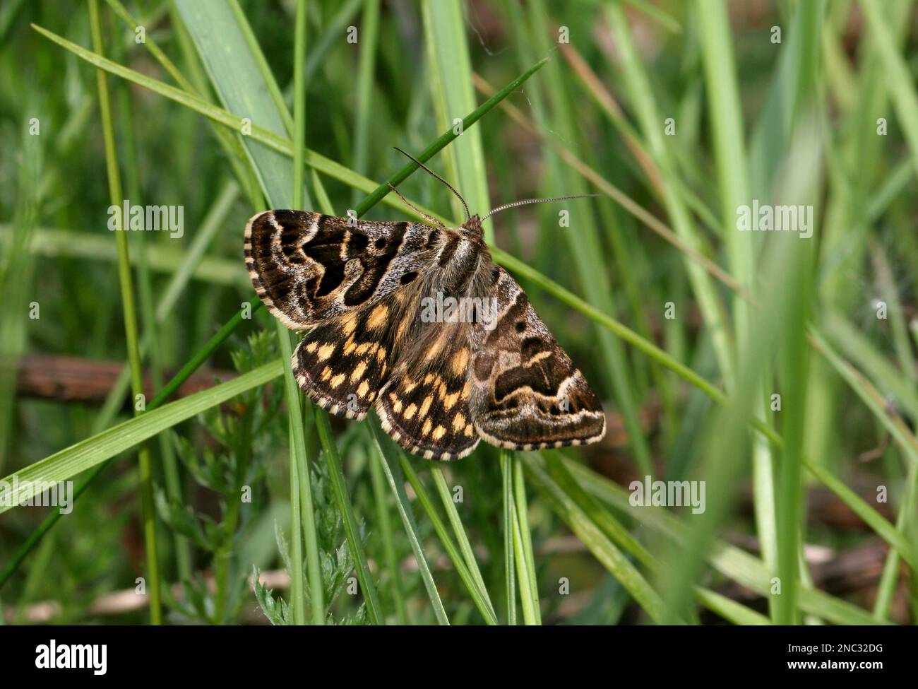 Mère Shipton Moth (Callistege mi) adulte reposant sur l'herbe avec des ailes étalent la Pologne Mai Banque D'Images