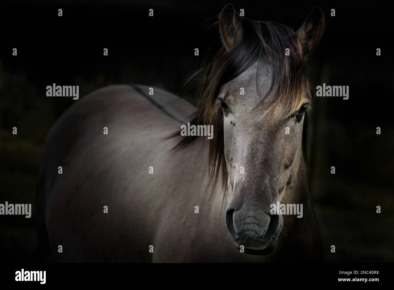 Étalon de cheval Konik dans un parc national en Pologne Banque D'Images