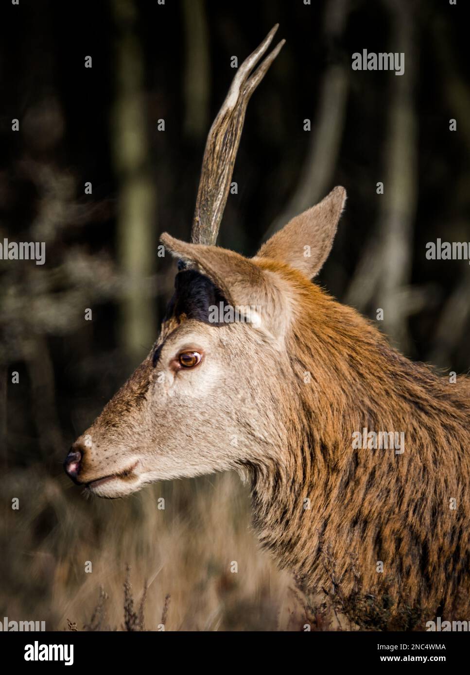 Un magnifique Buck Red Deer au soleil d'hiver, en roaming et en pâturage dans la bruyère Banque D'Images