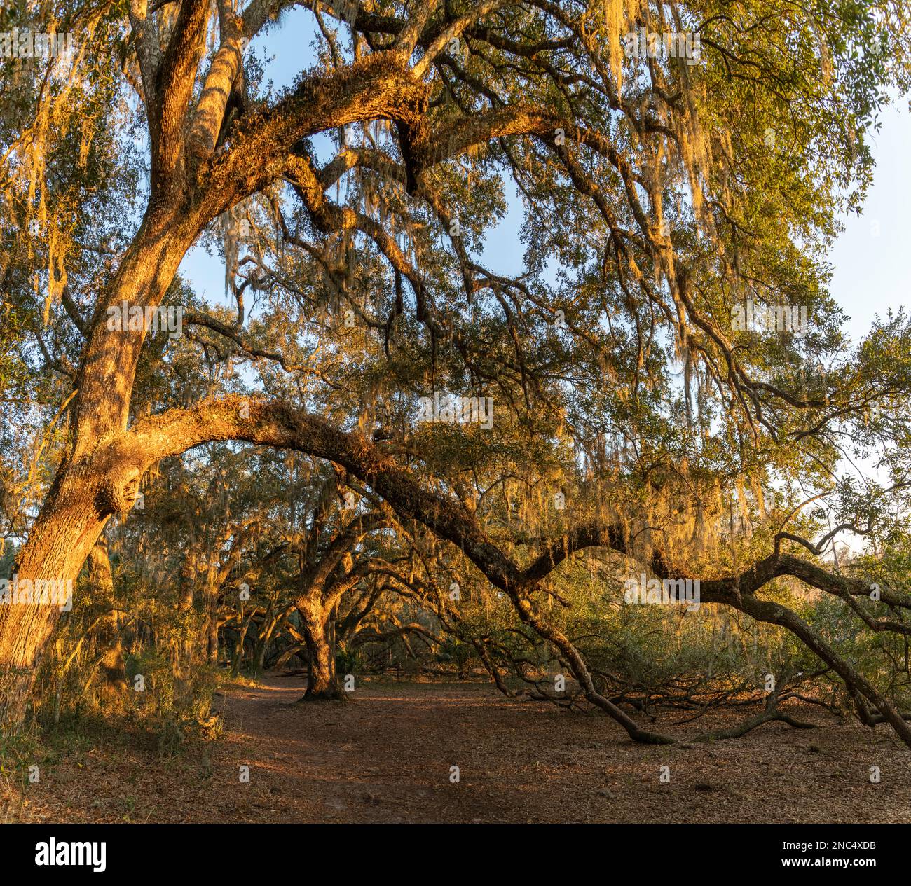 Ciel de chênes vivants sur le sentier de la forêt d'État d'Indian Lake, en Floride Banque D'Images