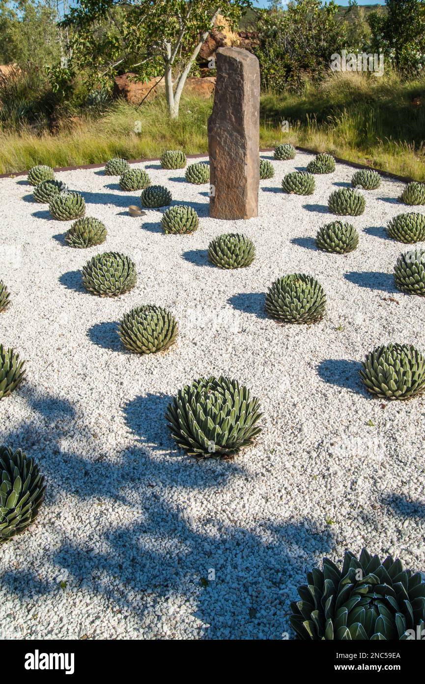 Jardin de cactus alpins avec pierres Banque D'Images