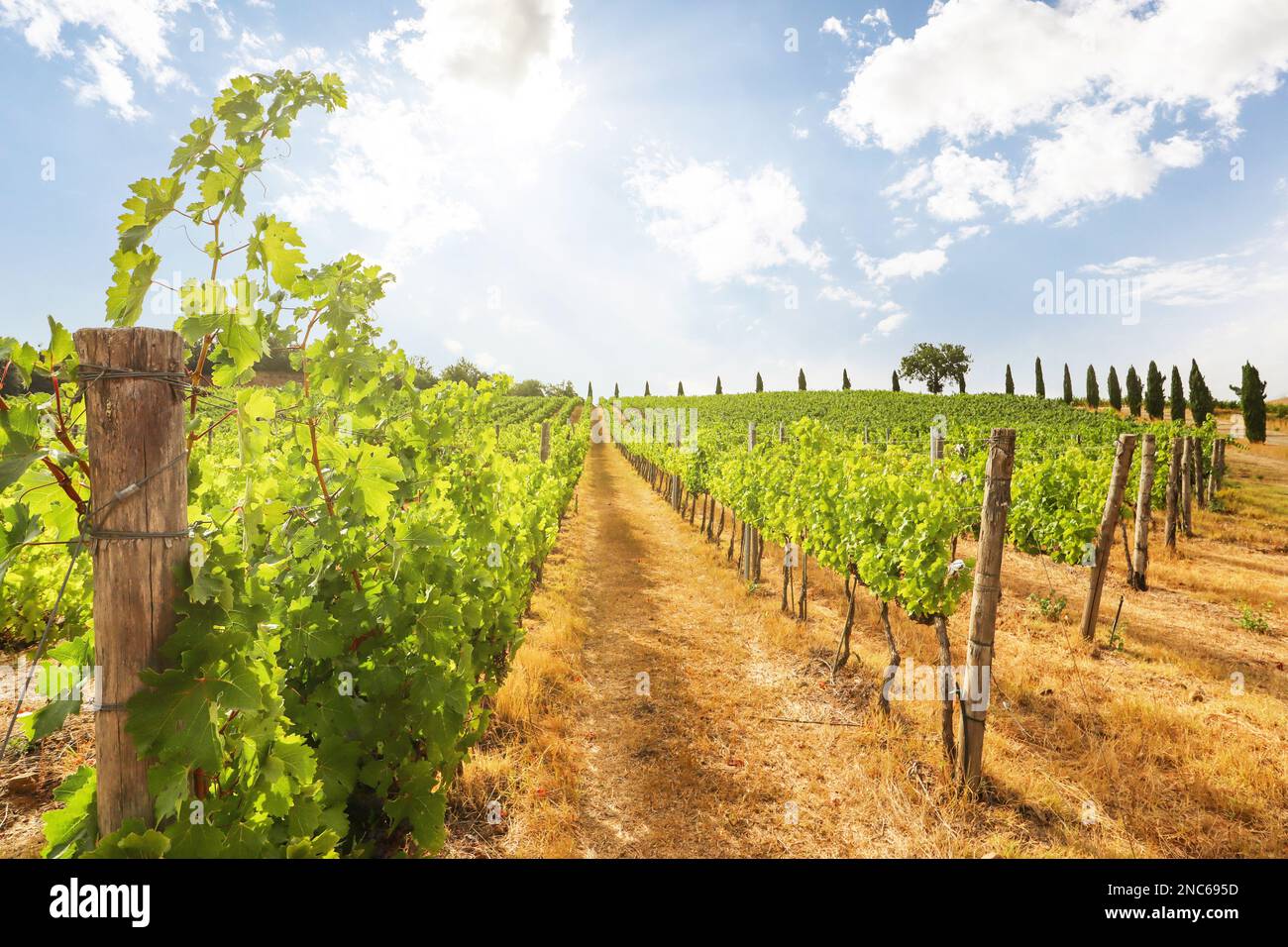 Vignobles avec vigne et paysage toscan vallonné près de la cave de vinification le long de la route du Chianti au soleil d'été, Toscane Italie Europe Banque D'Images Vignobles avec vigne et paysage toscan vallonné près de la cave de vinification le long de la route du Chianti au soleil d'été, Toscane Italie Europe Banque D'Images