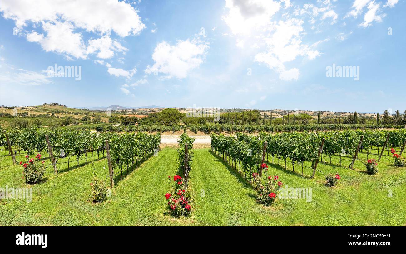 Vignobles avec vigne et paysage toscan vallonné près de la cave de vinification le long de la route du Chianti au soleil d'été, Toscane Italie Europe Banque D'Images Vignobles avec vigne et paysage toscan vallonné près de la cave de vinification le long de la route du Chianti au soleil d'été, Toscane Italie Europe Banque D'Images