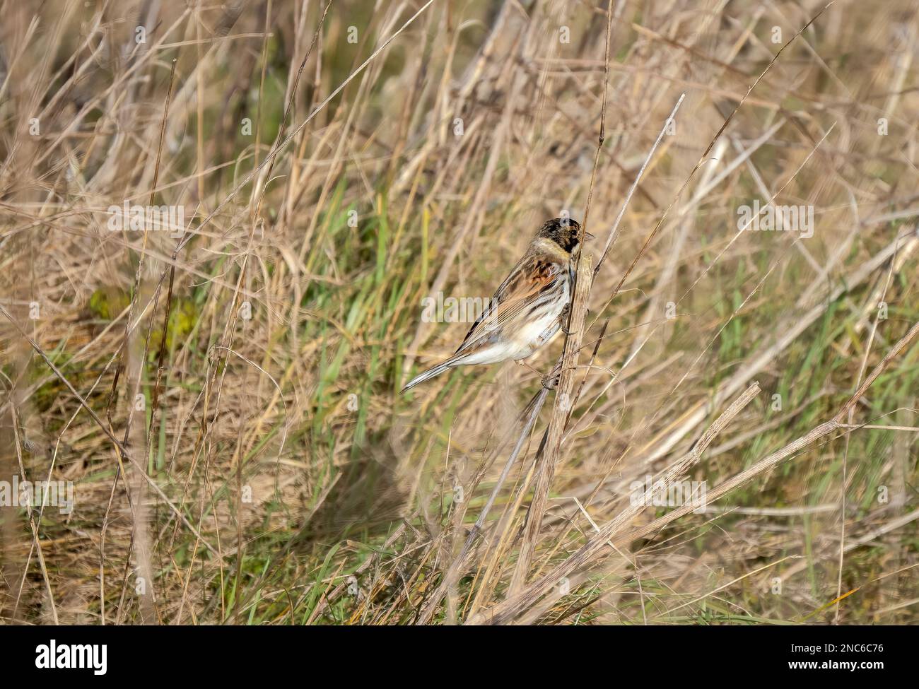 Banderole en roseau commune (Emberiza schoeniclus) Banque D'Images