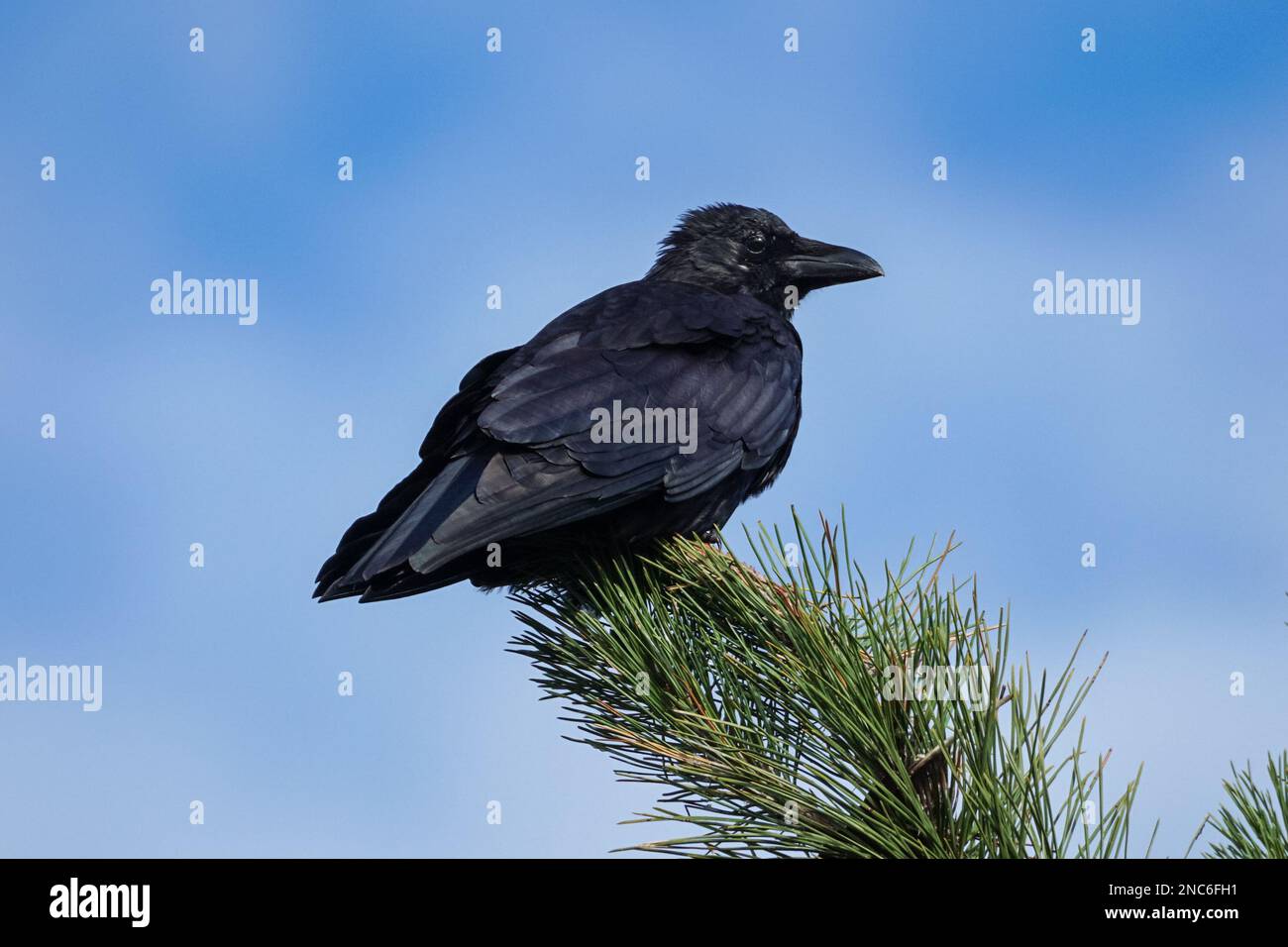 Carrion Crow, Corvus corone corone Banque D'Images