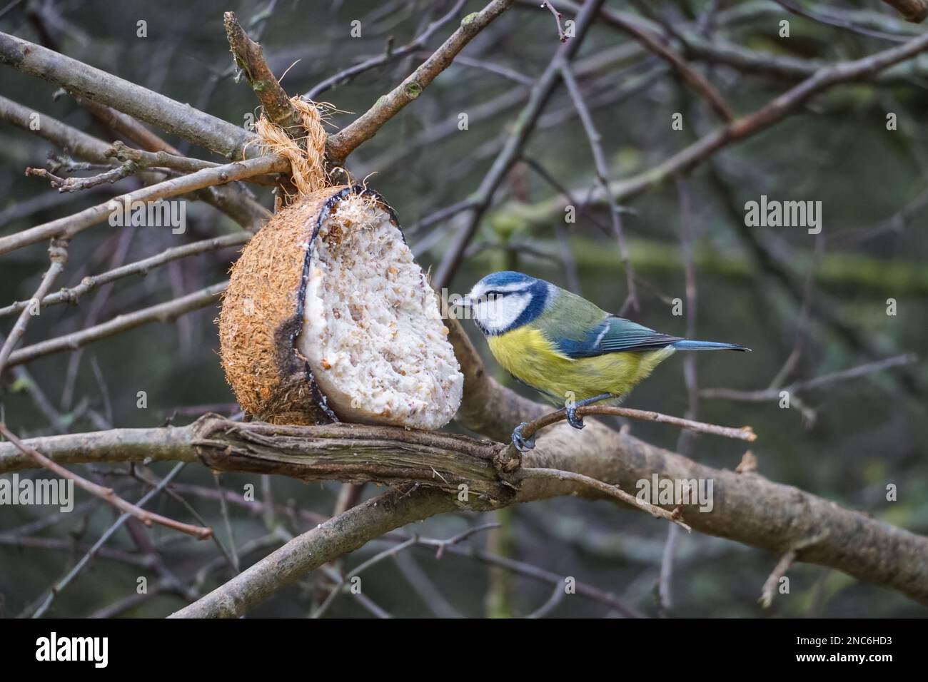 Tit bleu eurasien, Cyanistes caeruleus, se nourrissant de mangeoire à oiseaux de coco Banque D'Images