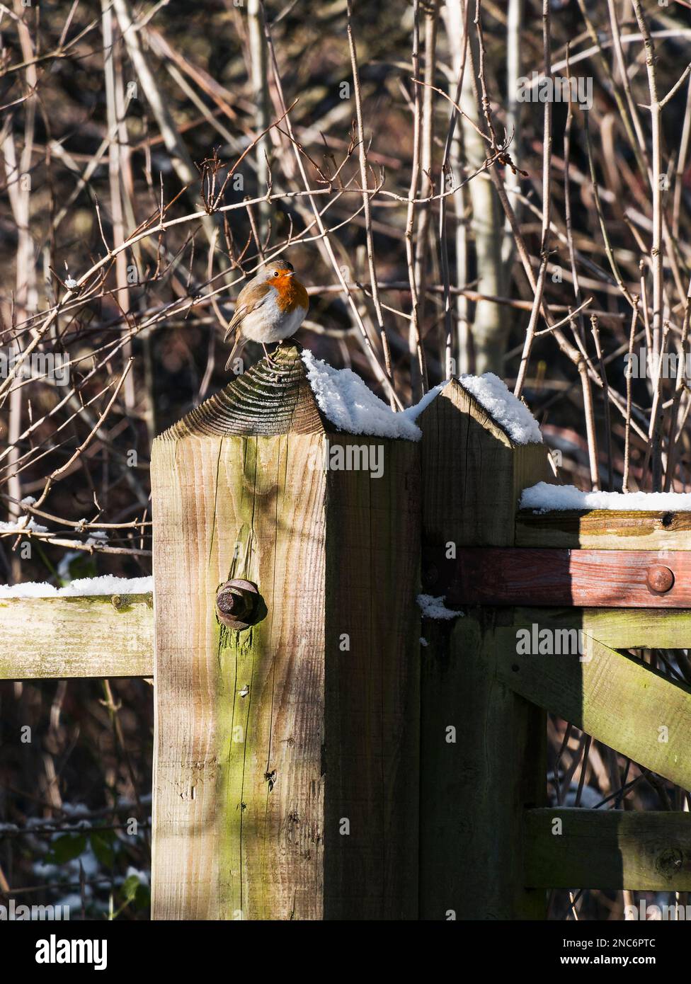 Robin, erithacus rubecula, perchée sur un poteau couvert de neige en hiver au Royaume-Uni. Banque D'Images