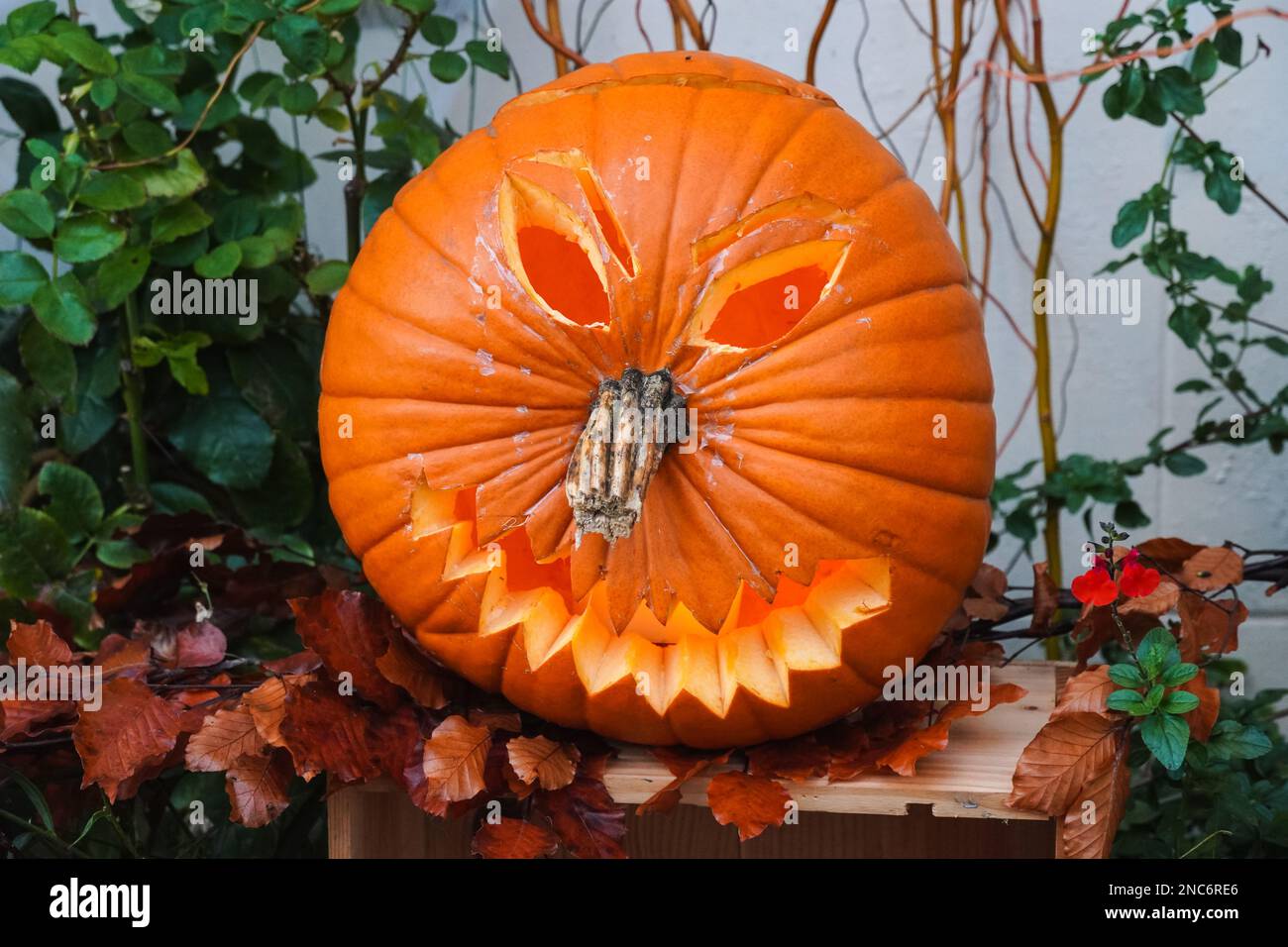 Citrouille d'halloween sculptée, citrouille-o-lanterne, dans le jardin de la maison Banque D'Images