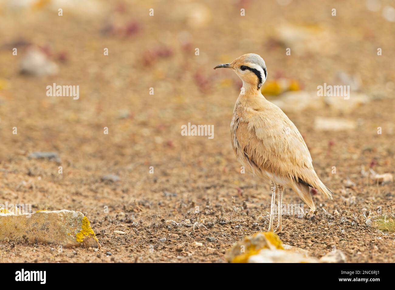 Coureuse de couleur crème (Cursorius Cursor) dans le paysage aride de Fuerteventura Espagne. Banque D'Images