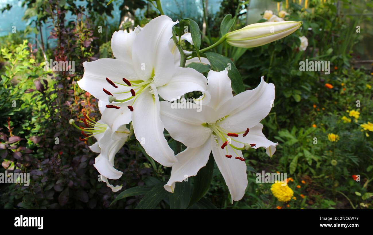 Un nénuphar blanc a fleuri dans le jardin. Jardins du cottage. Fleurs de nénuphars en gros plan. Banque D'Images