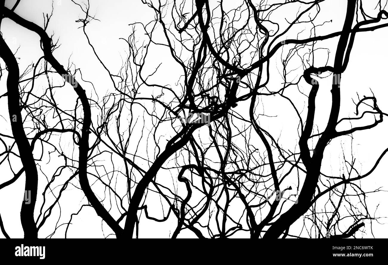 Silhouette de branches d'arbre entrelacés sur un arrière-plan léger Banque D'Images