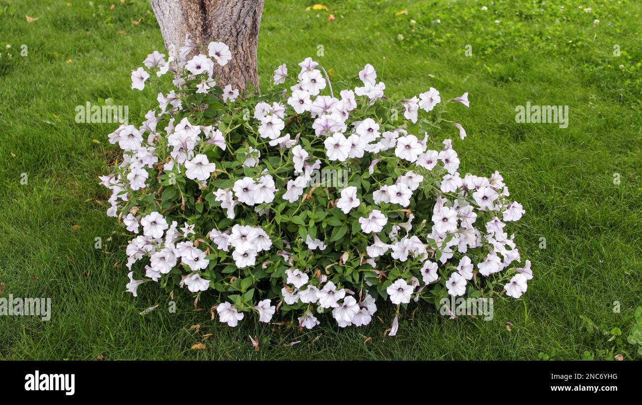 La surfinie blanche fleurit dans un pot de fleurs dans l'arrière-cour du chalet sur la pelouse près d'un arbre. Jardins du cottage. Banque D'Images