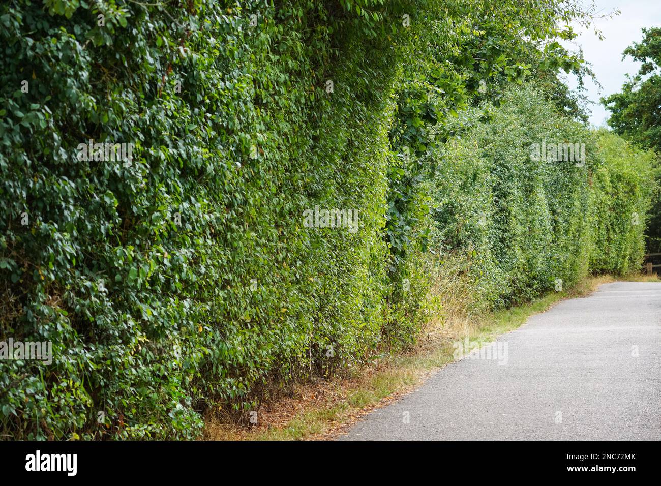 Une haie plantée le long d'un sentier dans l'Essex, au Royaume-Uni Banque D'Images