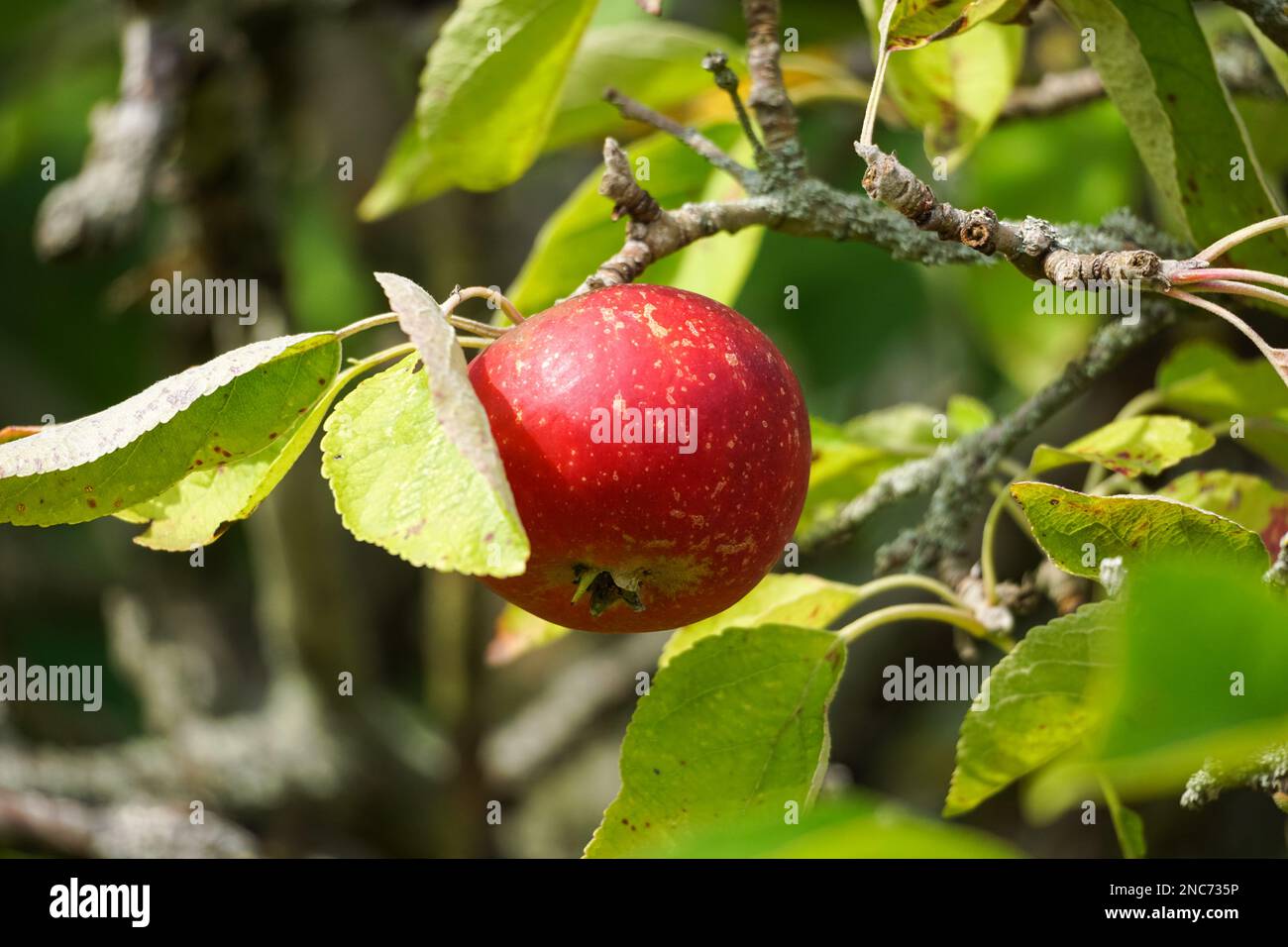 Fruit de pomme poussant sur un pommier Banque D'Images