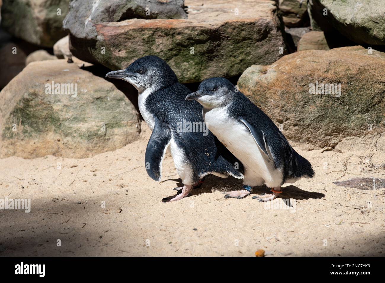 Une paire de petits pingouins bleus (Eudyptula minor) dans un parc animalier de Sydney, Nouvelle-Galles du Sud, Australie (photo de Tara Chand Malhotra) Banque D'Images