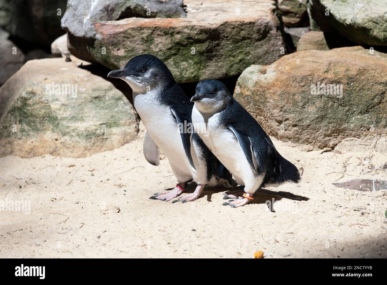 Une paire de petits pingouins bleus (Eudyptula minor) dans un parc animalier de Sydney, Nouvelle-Galles du Sud, Australie (photo de Tara Chand Malhotra) Banque D'Images