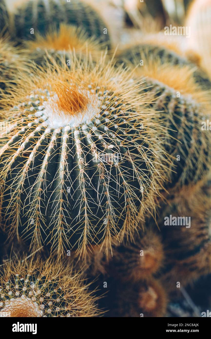 Beaux cactus et succulents dans le jardin botanique. Banque D'Images