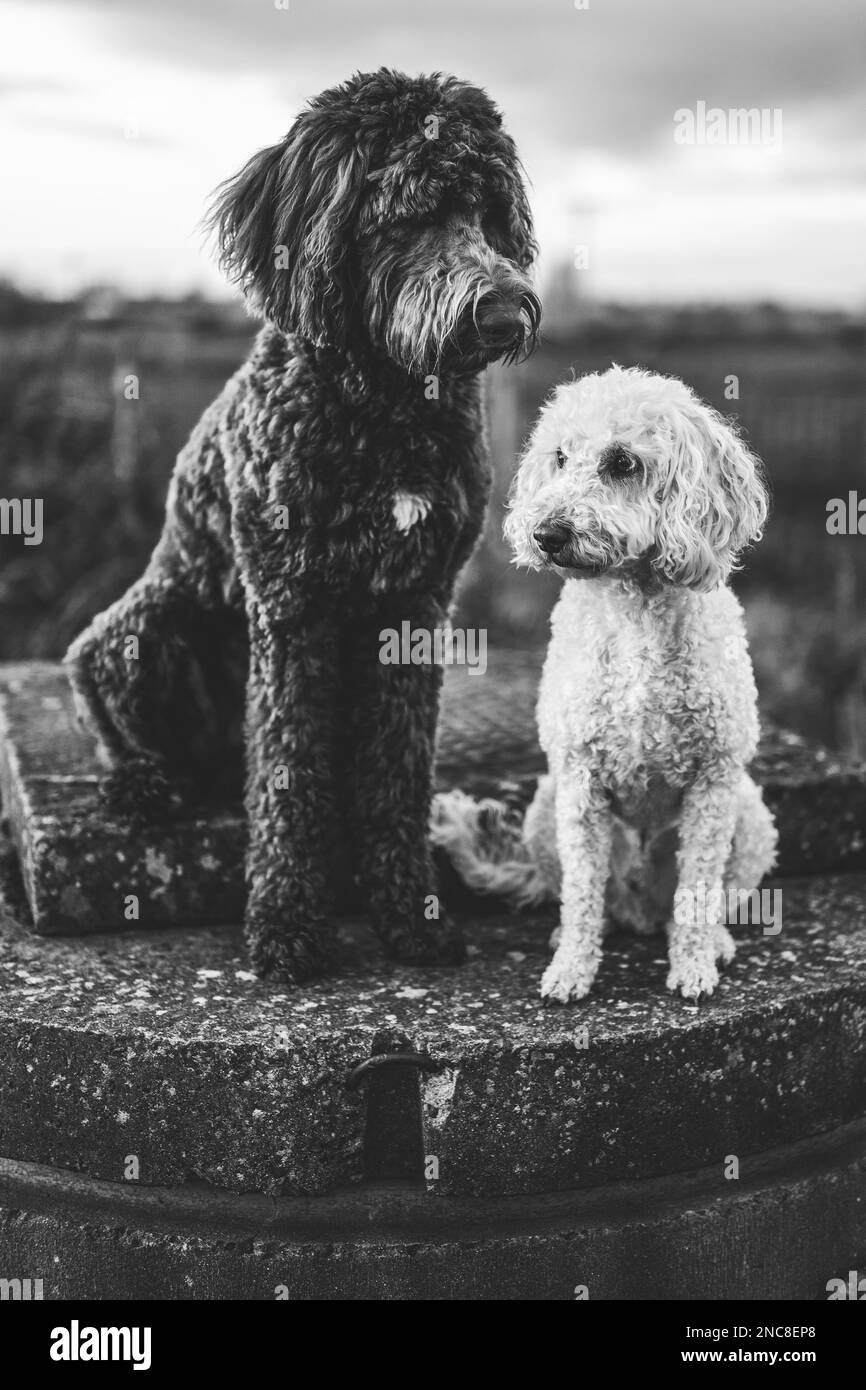 Un cliché vertical en niveaux de gris de Labradoodles noirs et blancs qui se posent ensemble sur une surface rocheuse Banque D'Images