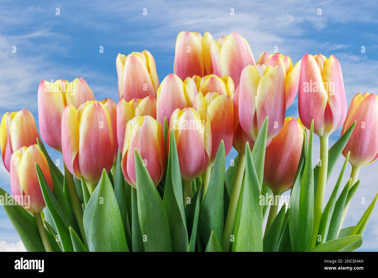 Tulipes rouges et jaunes en fleur - horizontal 4x3 aspect Banque D'Images