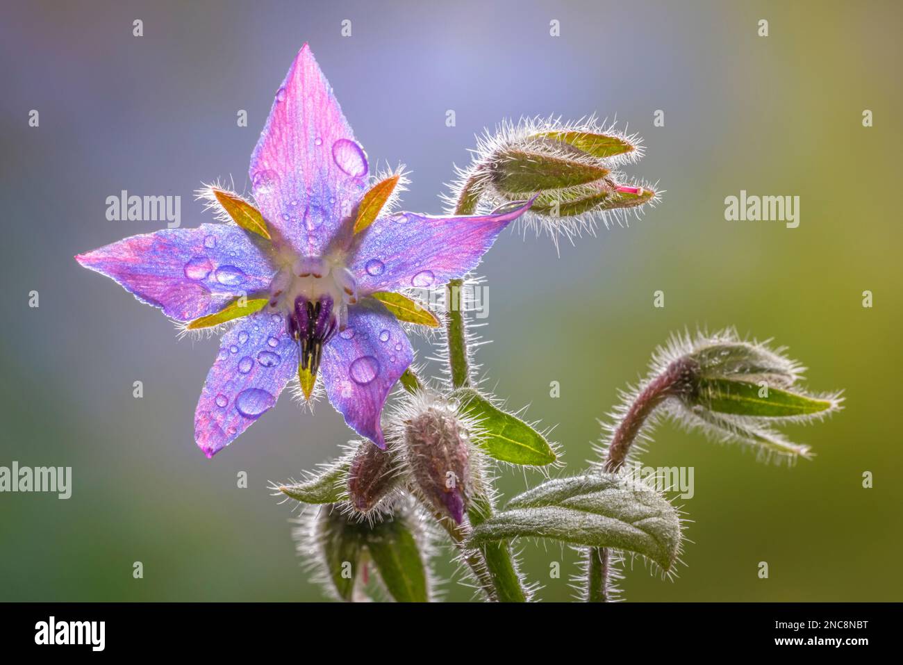 La pluie tombe sur le borage. Banque D'Images