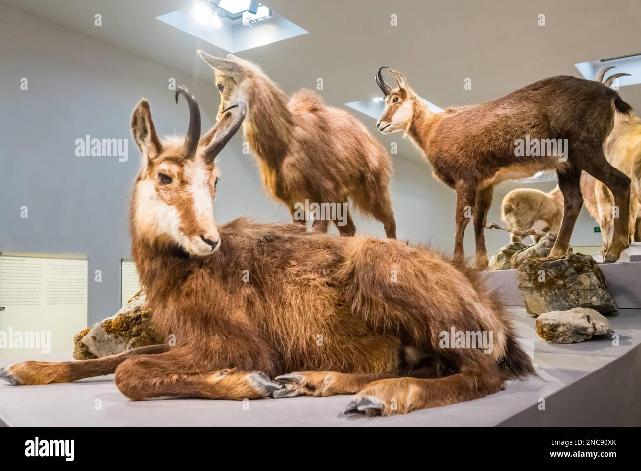 Montagnes de taxidermie de chamois alpins au Musée national du Liechtenstein à Vaduz, au Liechtenstein. Banque D'Images