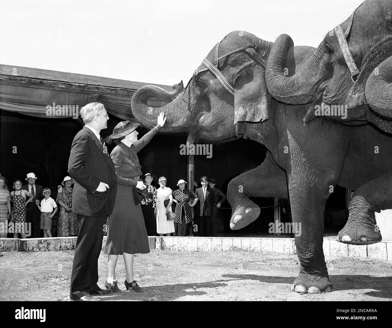 In 1936 the G.O.P. elephant didn't perform half as well for Alfred M. Landon of Kansas as did lizzie, the circus elephant, when the former republican presidential nominee and Mrs. Landon visited the winter headquarters of the Ringling Brothers circus at Sarasota, Florida on March 12, 1938. (AP Photo) Banque D'Images