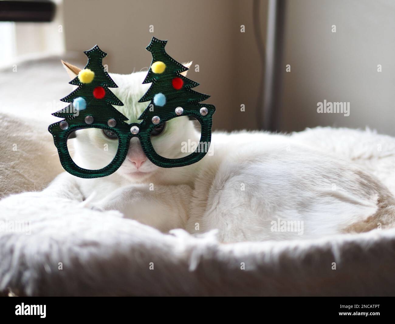 Mitzie le Flamepoint Siamese prétendant être l'arbre de Noël Banque D'Images