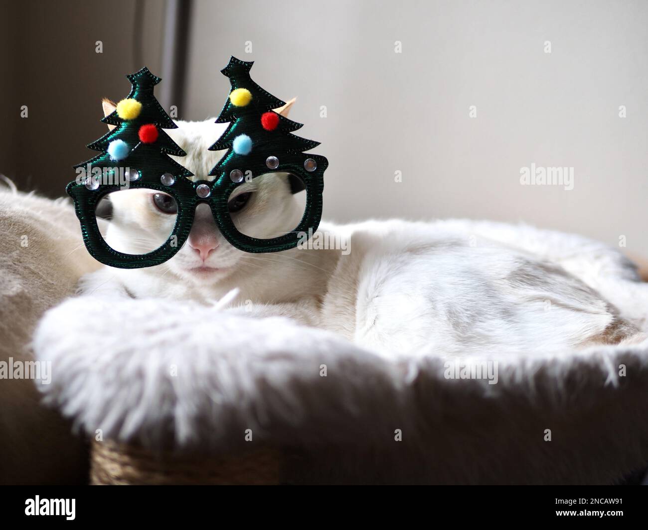 Mitzie le Flamepoint Siamese prétendant être l'arbre de Noël Banque D'Images