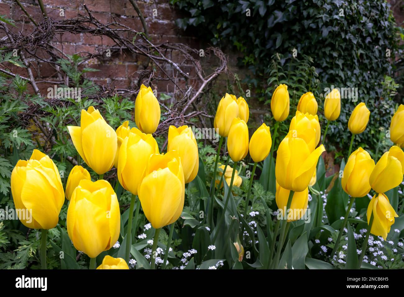 Magnifique Tulipa Big Smile jaune sur une journée ensoleillée de l'après-midi, gros plan Banque D'Images