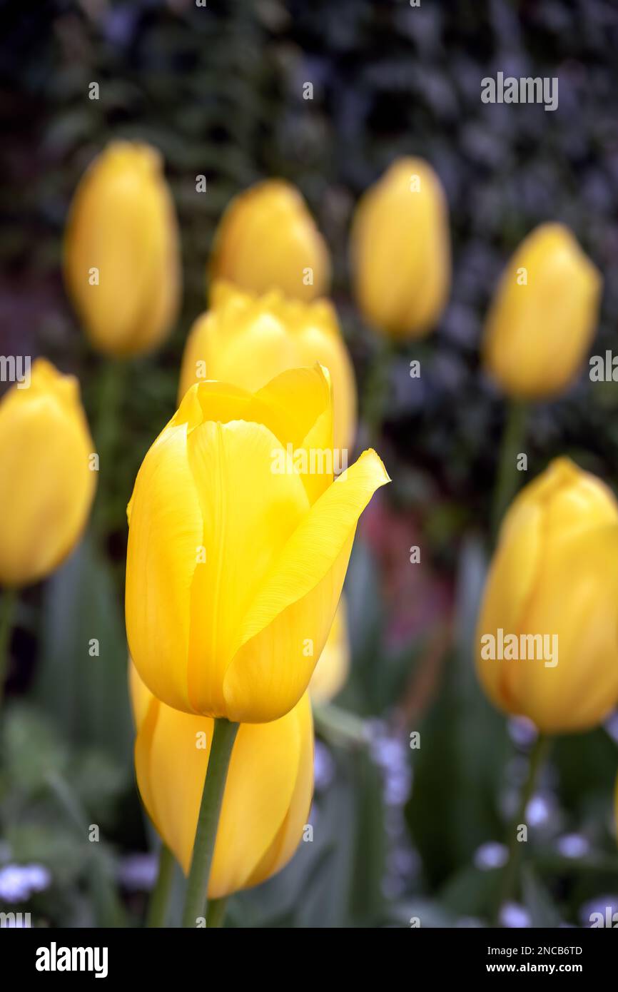 Magnifique Tulipa Big Smile jaune sur une journée ensoleillée de l'après-midi, gros plan Banque D'Images