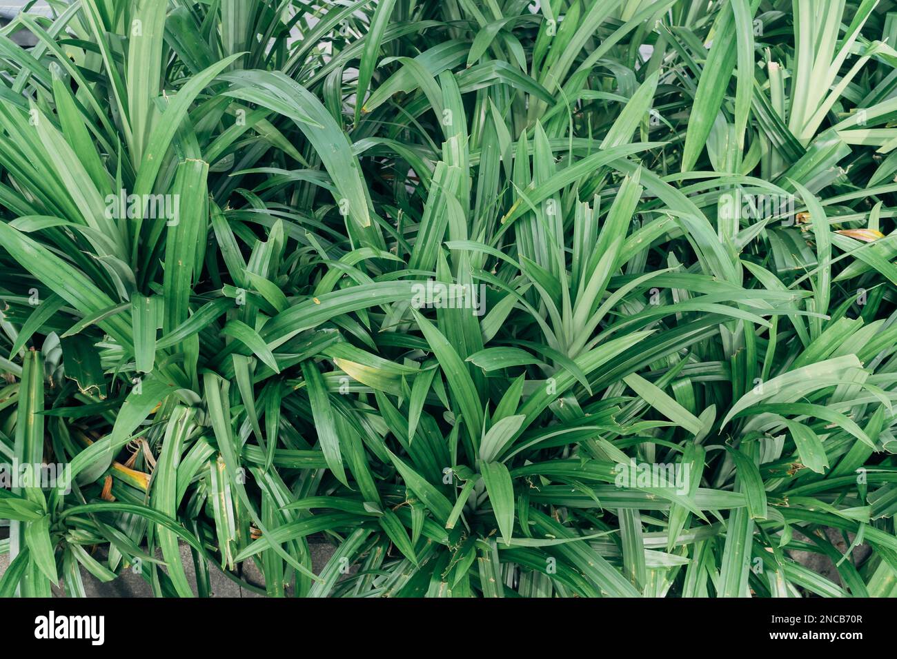 Feuilles de Pandan wangi (Pandanus amaryllifolius) plantes qui poussent habituellement en Indonésie et en Asie du Sud-est pour des ingrédients supplémentaires dans la cuisine. Banque D'Images