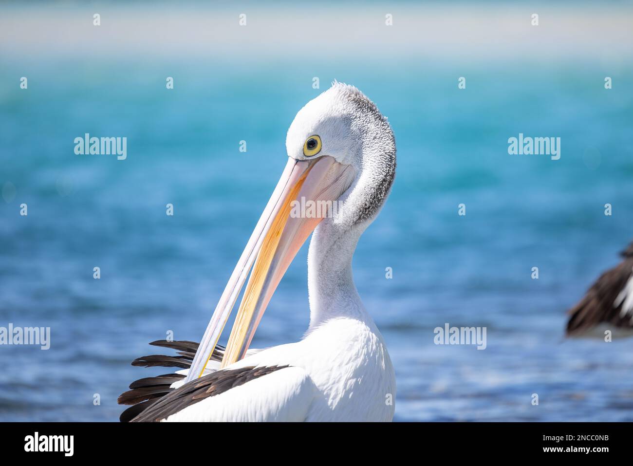 Pelican se détendre à la marina près de la mer Banque D'Images