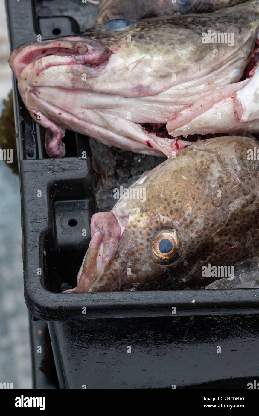 Grand morue de l'Atlantique fraîchement pêché dans des seaux de poisson en plastique noir se préparant pour le traitement. Le poisson de morue blanc frais est épais au milieu. Banque D'Images