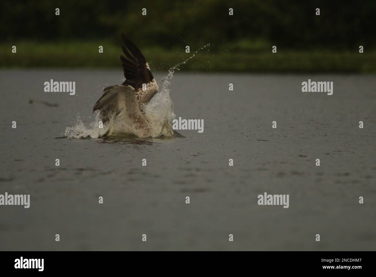 Sri Lankan Bird dans la nature.visitez le Sri Lanka. Banque D'Images