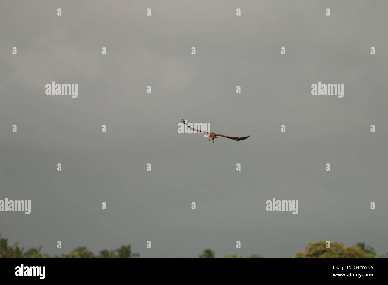 Sri Lankan Bird dans la nature.visitez le Sri Lanka. Banque D'Images