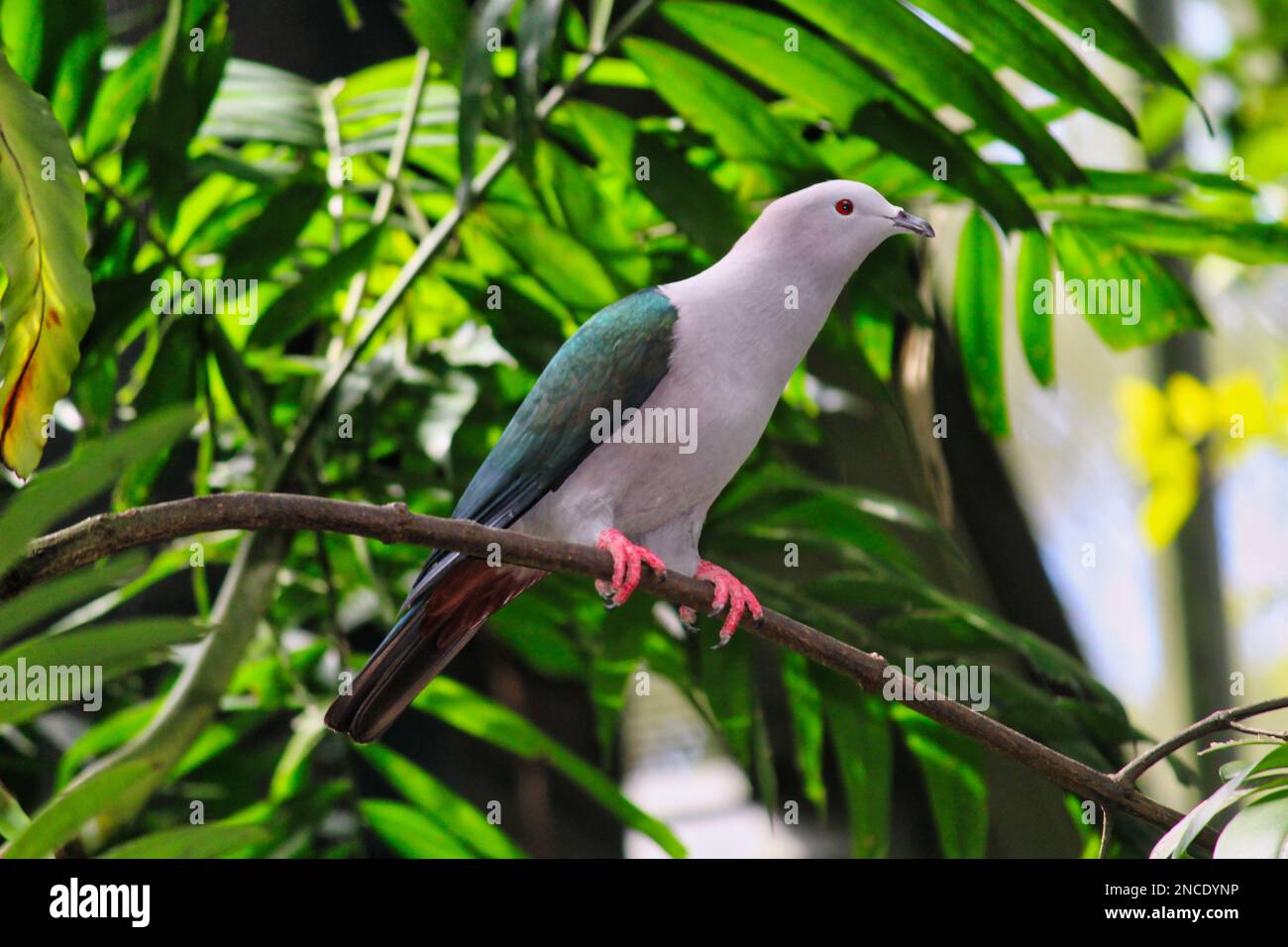 Green Imperial Pigeon, photographié dans le parc ornithologique de Jurong, Singapour Banque D'Images